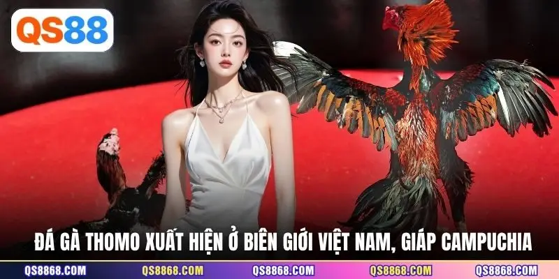 Đá gà Thomo xuất hiện ở biên giới Việt Nam, giáp Campuchia
